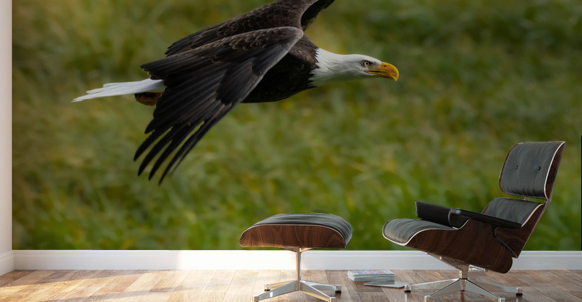 Bald Eagle Wall Murals