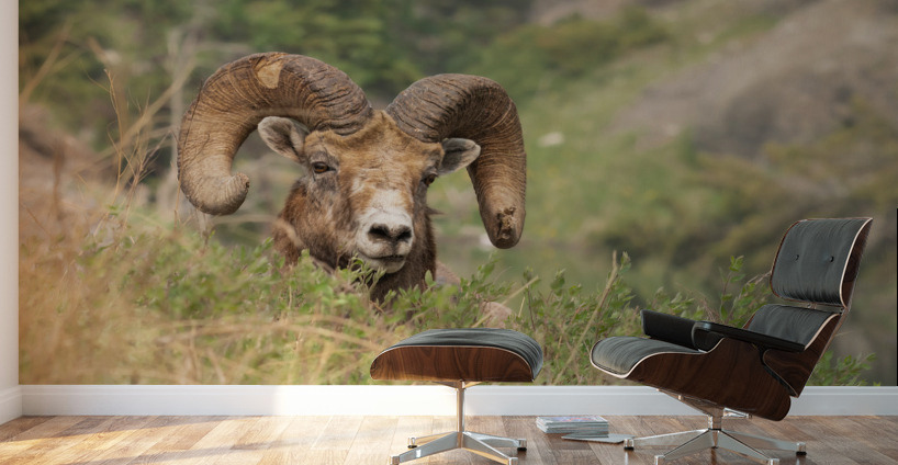 Bighorn Ram Wall Murals