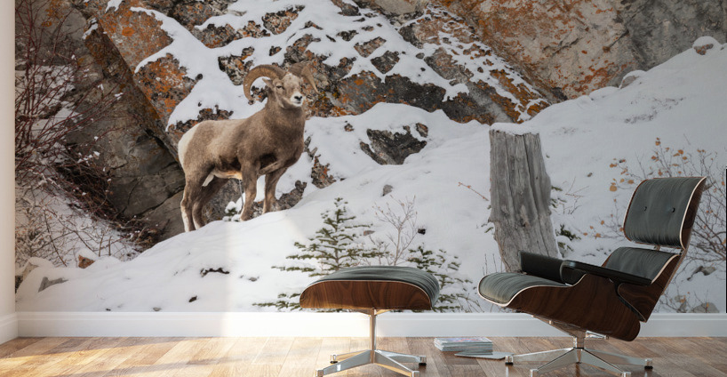Bighorn Ram Wall Murals