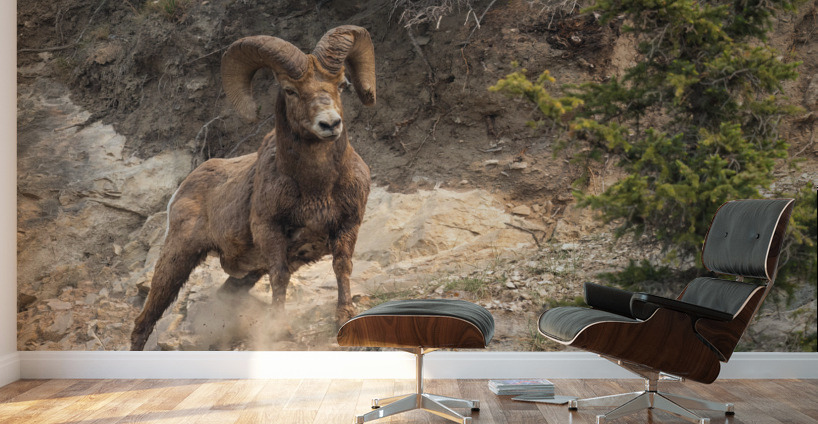 Bighorn Ram Wall Murals