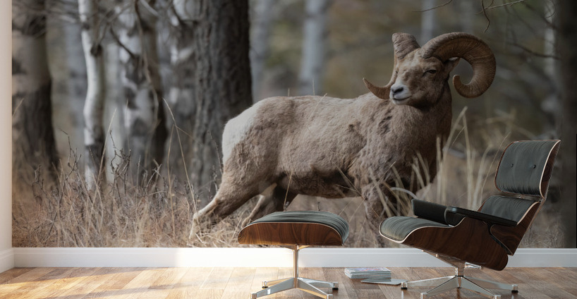 Bighorn Ram Wall Murals