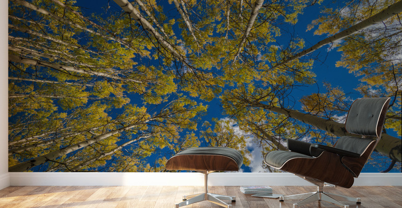 Fall Aspens Wall Murals