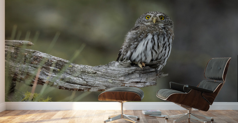 Northern Pygmy Owl Wall Murals