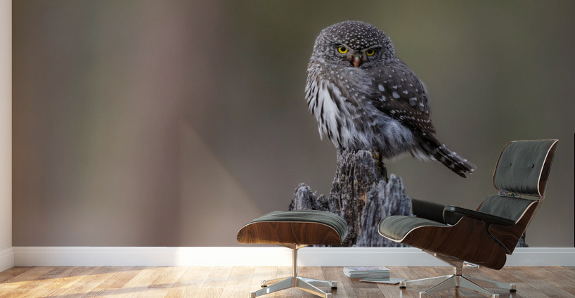 Northern Pygmy Owl Wall Murals