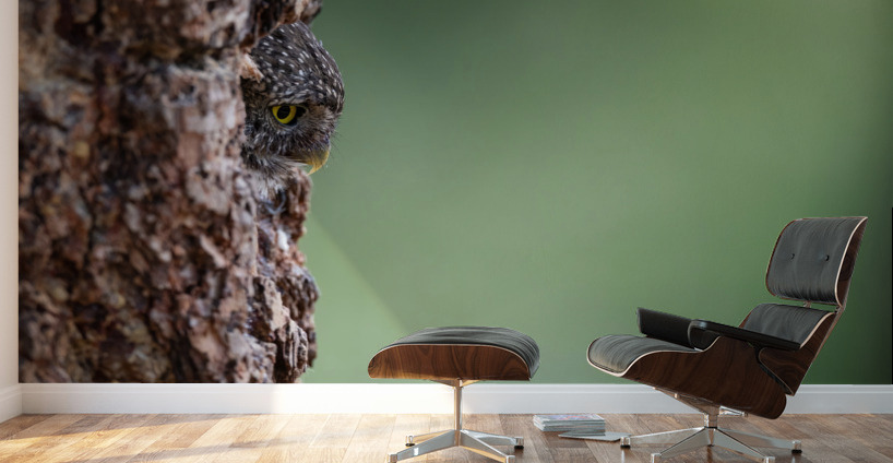 Northern Pygmy Owl Wall Murals