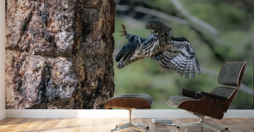 Northern Pygmy Owl Wall Murals