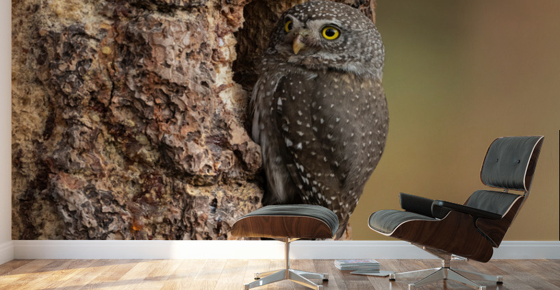 Northern Pygmy Owl Wall Murals