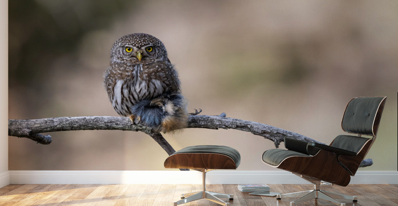 Northern Pygmy Owl Wall Murals