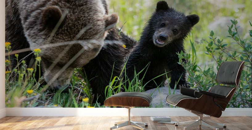 Grizzly Cub Wall Murals