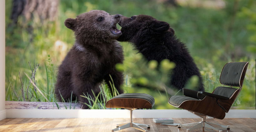 Grizzly Cubs Wall Murals