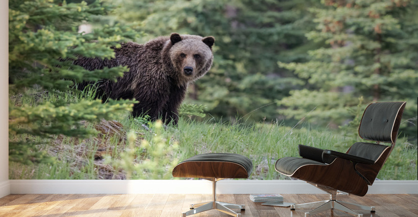 Grizzly Bear Wall Murals