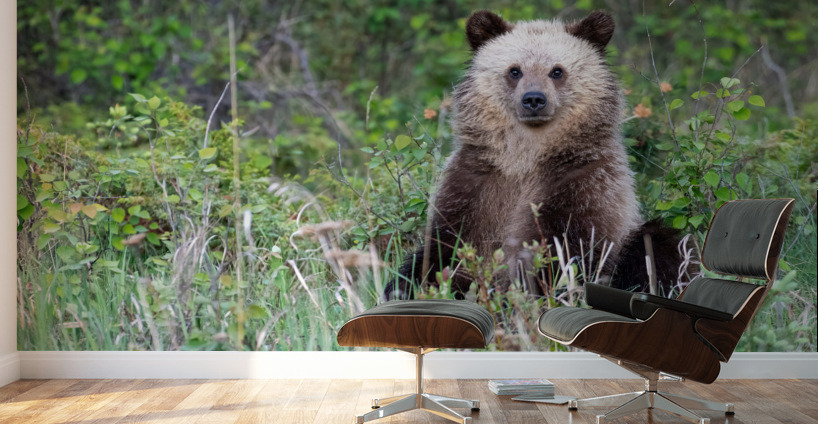 Grizzly Cub Wall Murals