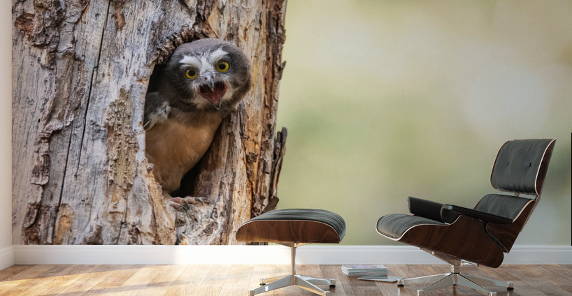 Northern Saw-Whet Owlet Wall Murals