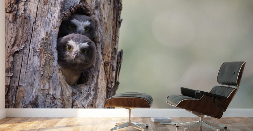 Northern Saw-Whet Owlets Wall Murals