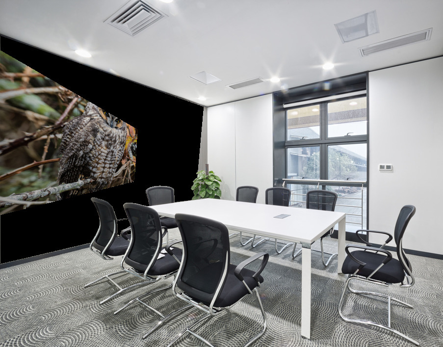 Long-eared Owl Wall Printing