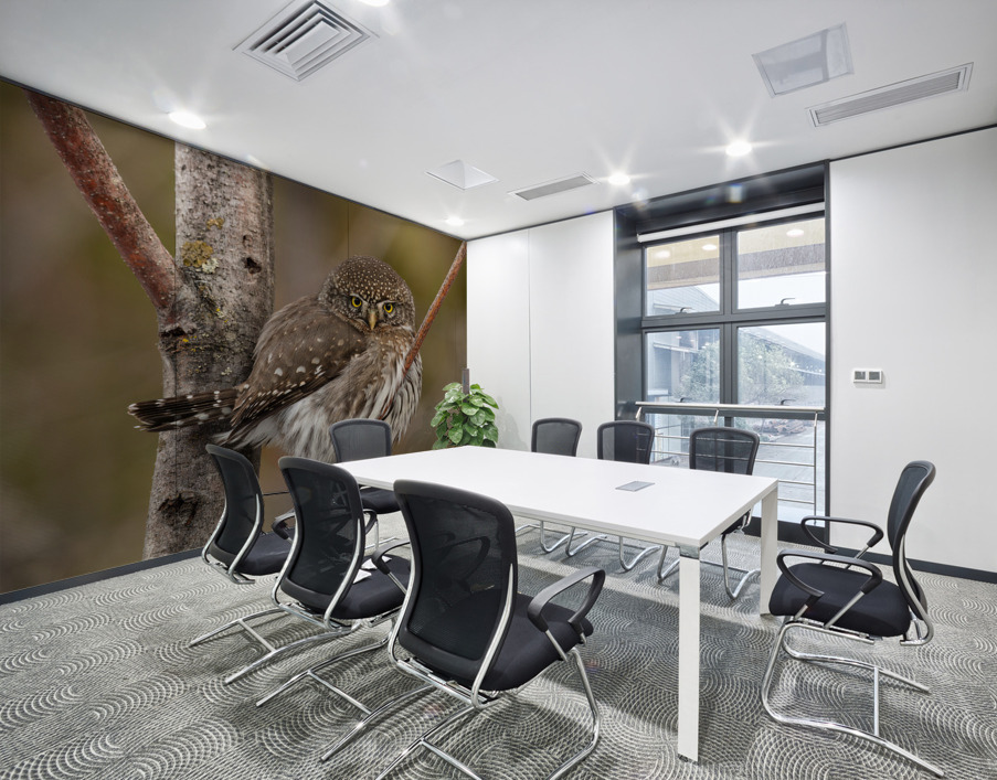 Northern Pygmy Owl Wall Printing