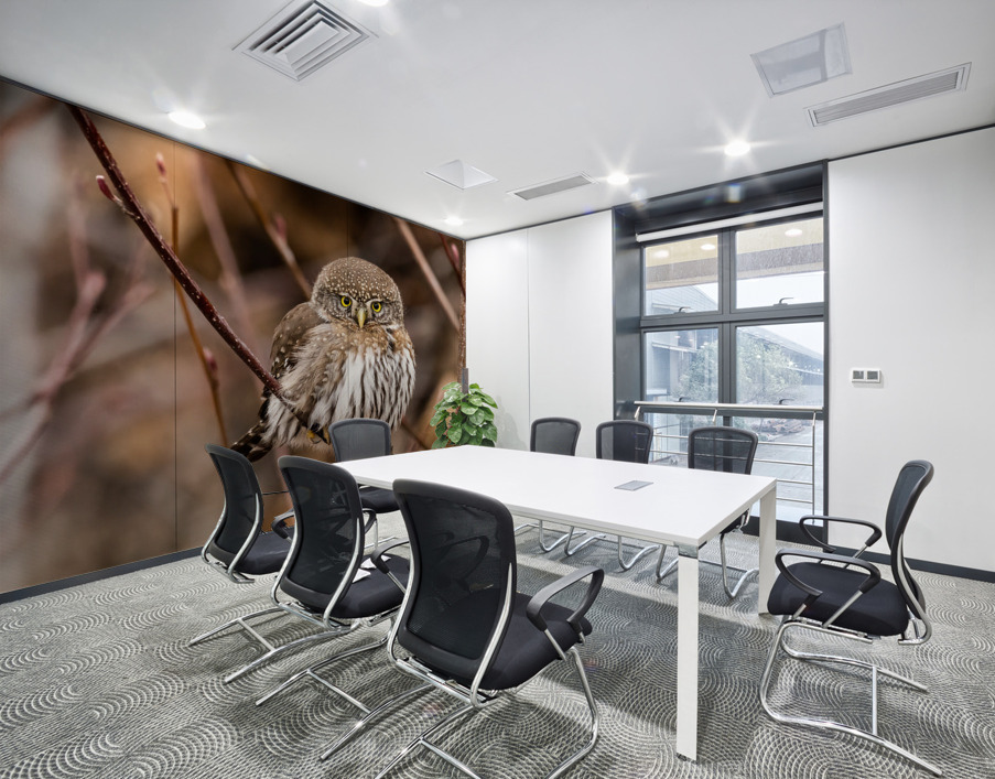 Northern Pygmy Owl Wall Printing