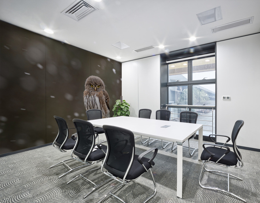Northern Pygmy Owl Wall Printing