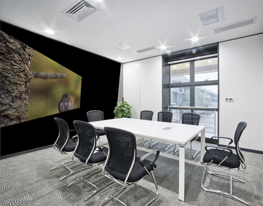 Northern Pygmy Owl Wall Printing