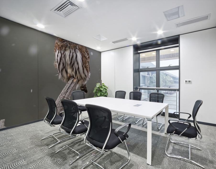 Northern Pygmy Owl Wall Printing