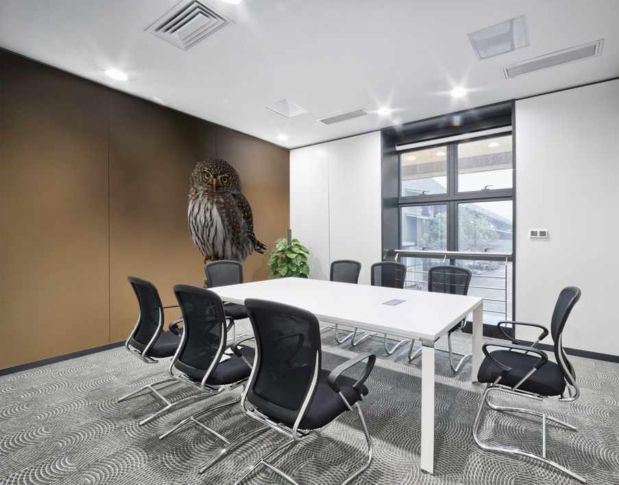 Northern Pygmy Owl Wall Printing