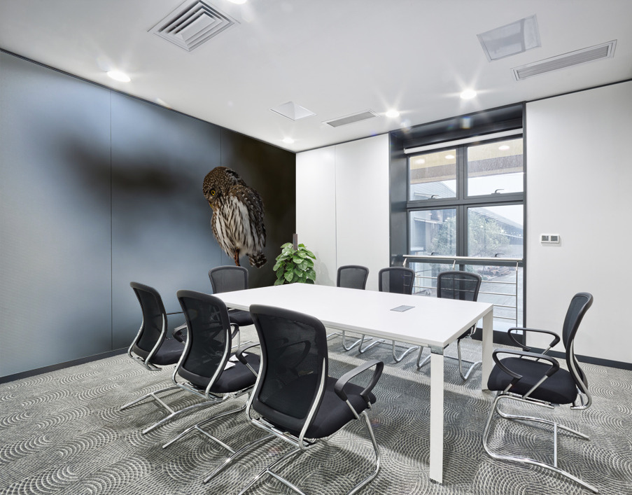 Northern Pygmy Owl Wall Printing