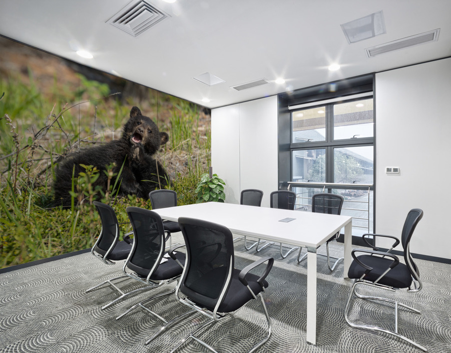 Black Bear Cubs Wall Printing