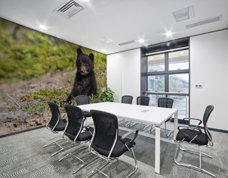 Black Bear Cub Wall Printing