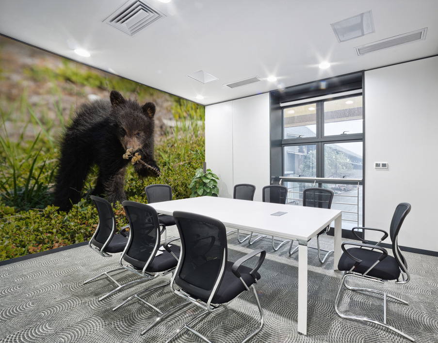 Black Bear Cub Wall Printing