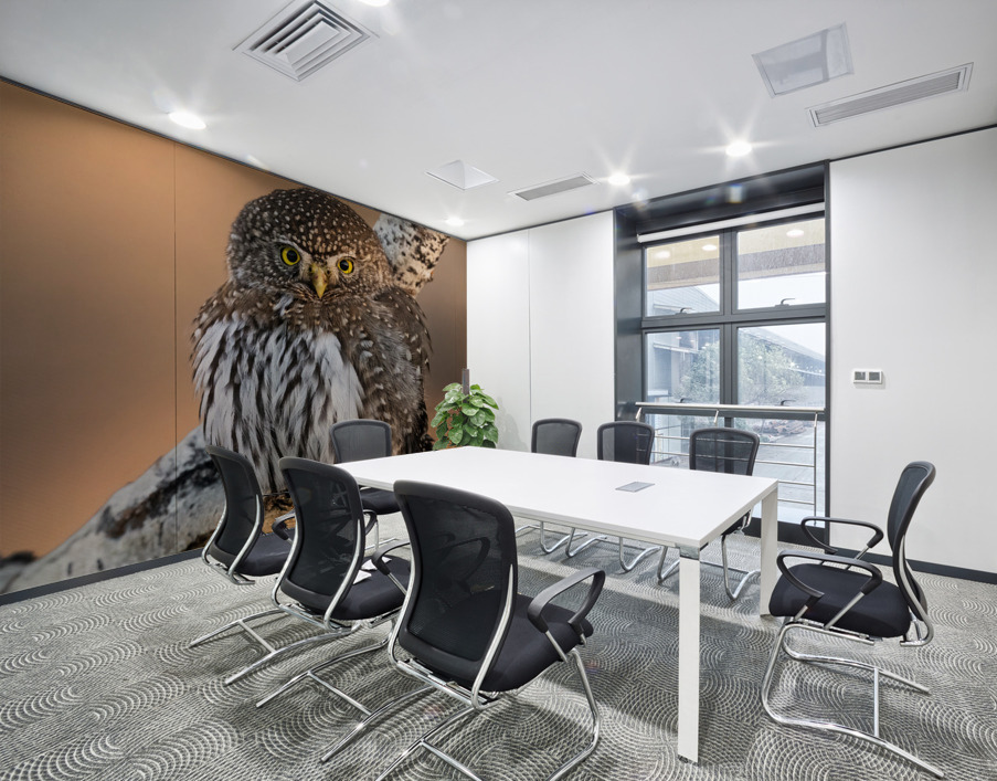Northern Pygmy Owl Wall Printing