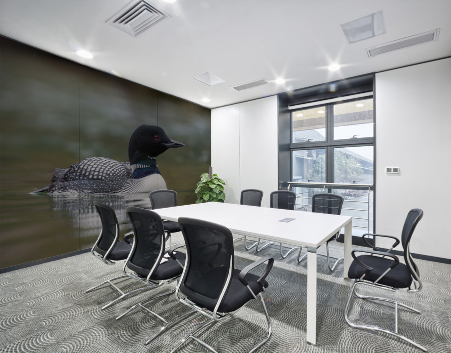 Common Loon Wall Printing