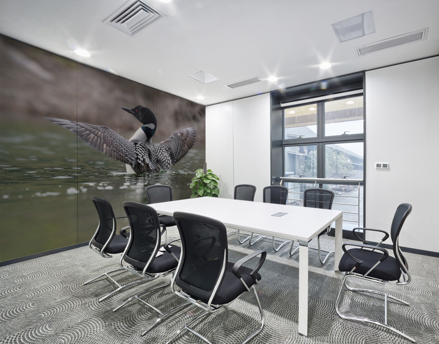 Common Loon Wall Printing