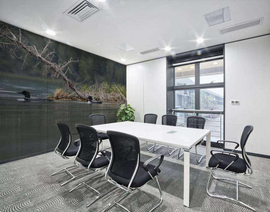 Common Loons Wall Printing