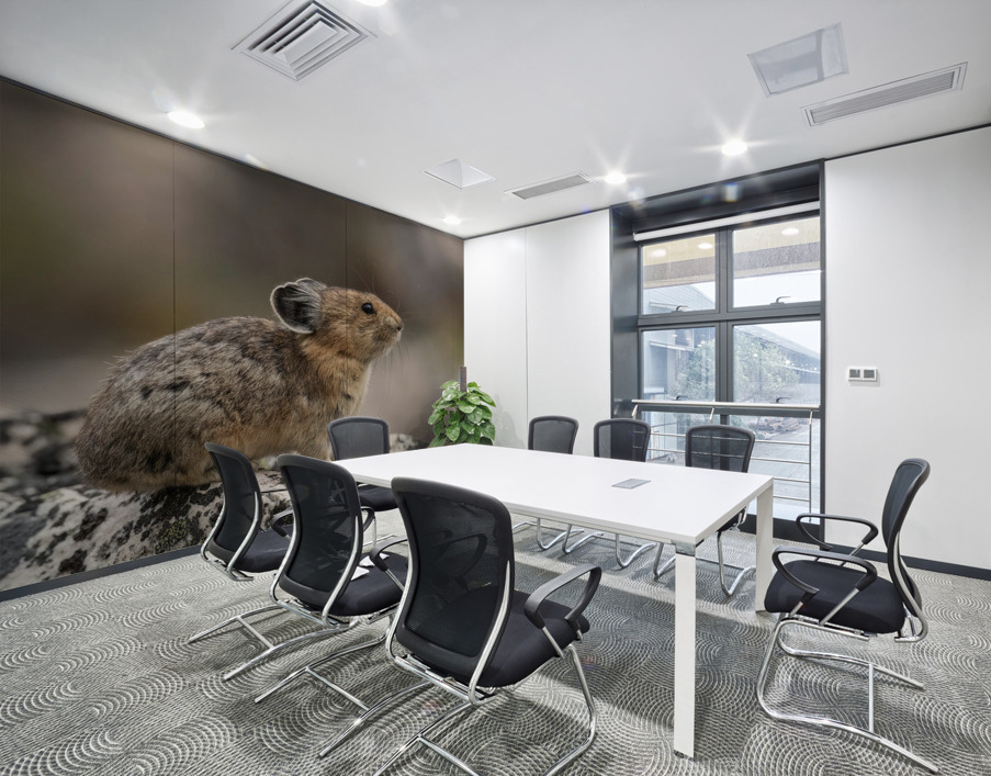 American Pika Wall Printing