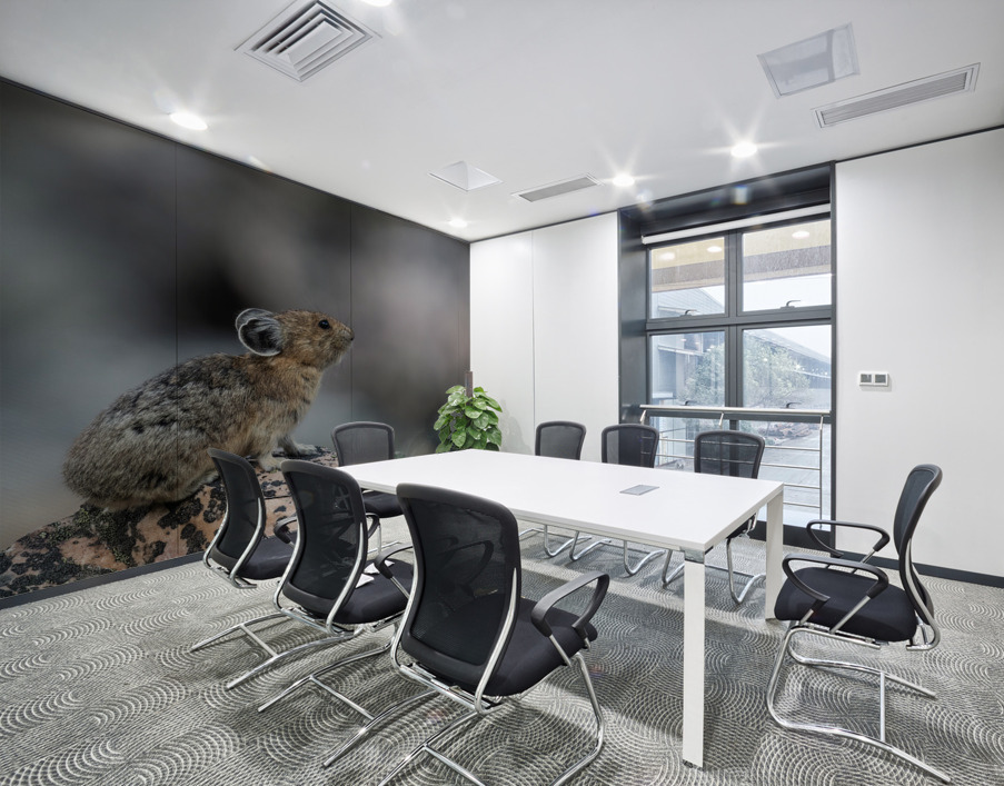 American Pika Wall Printing
