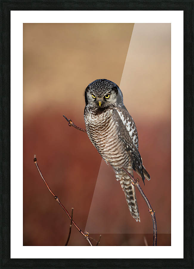 Northern Hawk Owl Picture Frame print