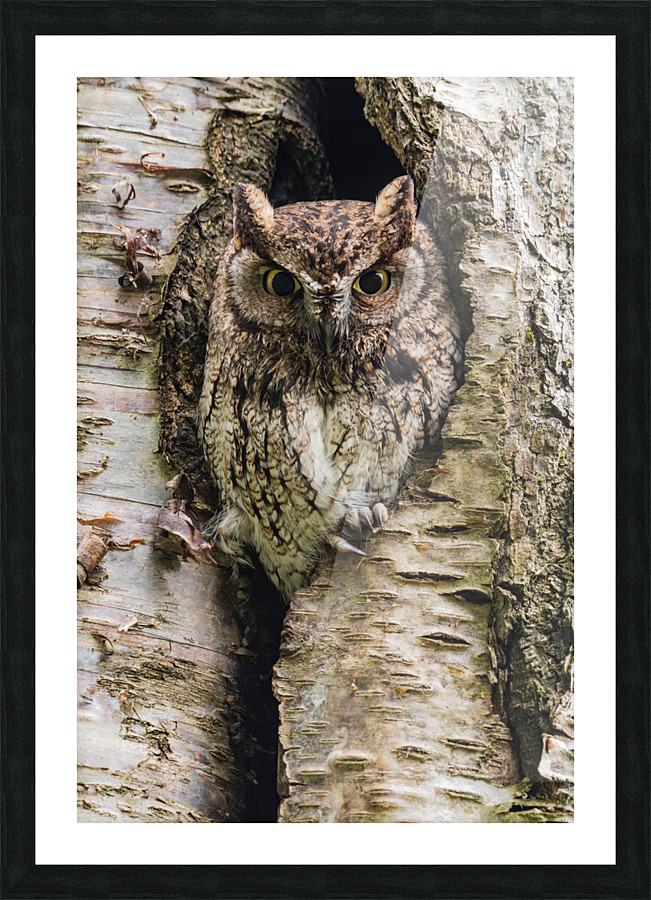 Western Screech Owl Picture Frame print