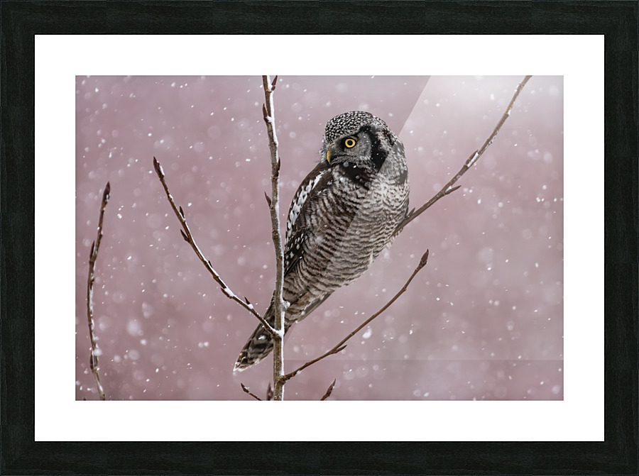 Northern Hawk Owl Picture Frame print