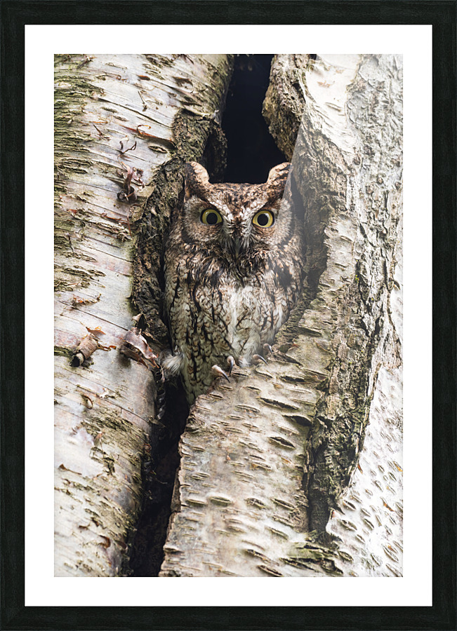 Western Screech Owl Picture Frame print