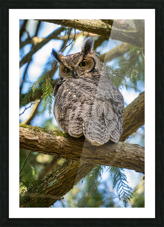 Great Horned Owl Picture Frame print