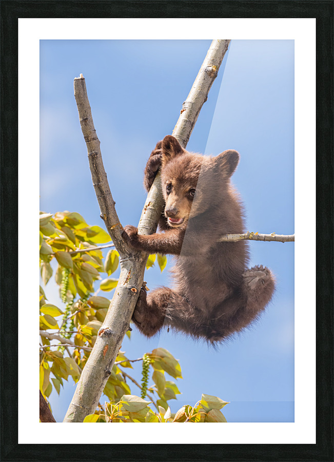 Black Bear Cub Picture Frame print