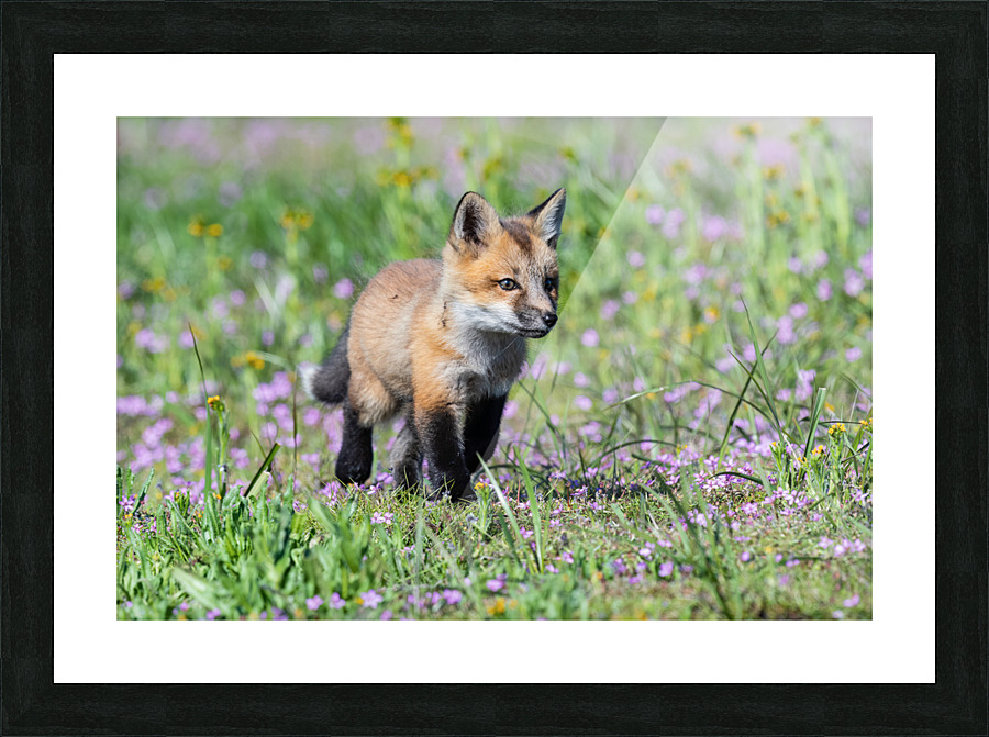 Red Fox Kit Picture Frame print