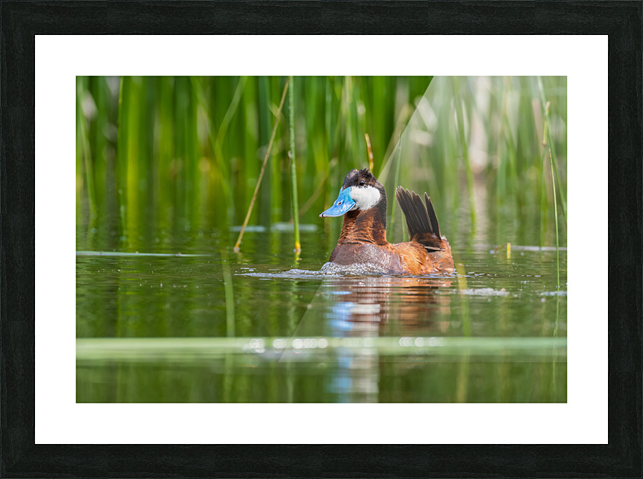 Male Ruddy Duck Picture Frame print