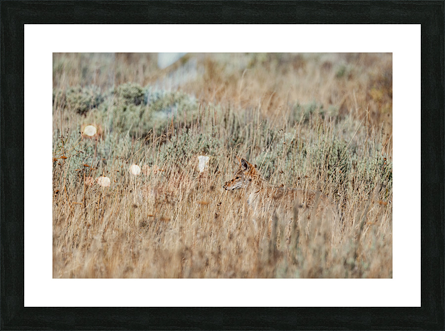 Coyote Picture Frame print