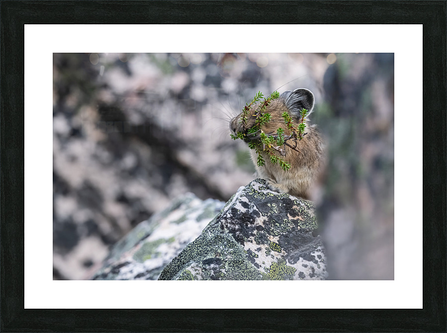 American Pika Picture Frame print