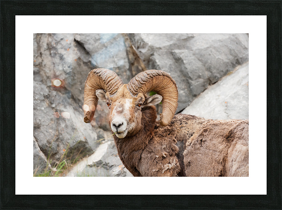 Bighorn Ram Picture Frame print