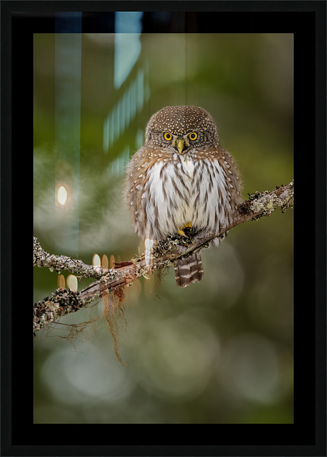 Northern Pygmy Owl Picture Frame print