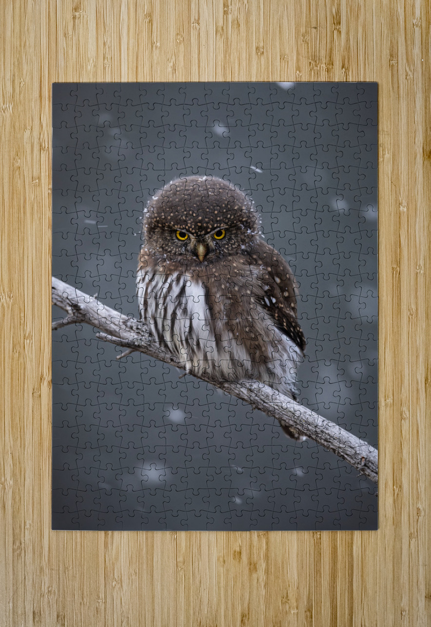 Northern Pygmy Owl Randy Tremblay Photography Puzzle printing