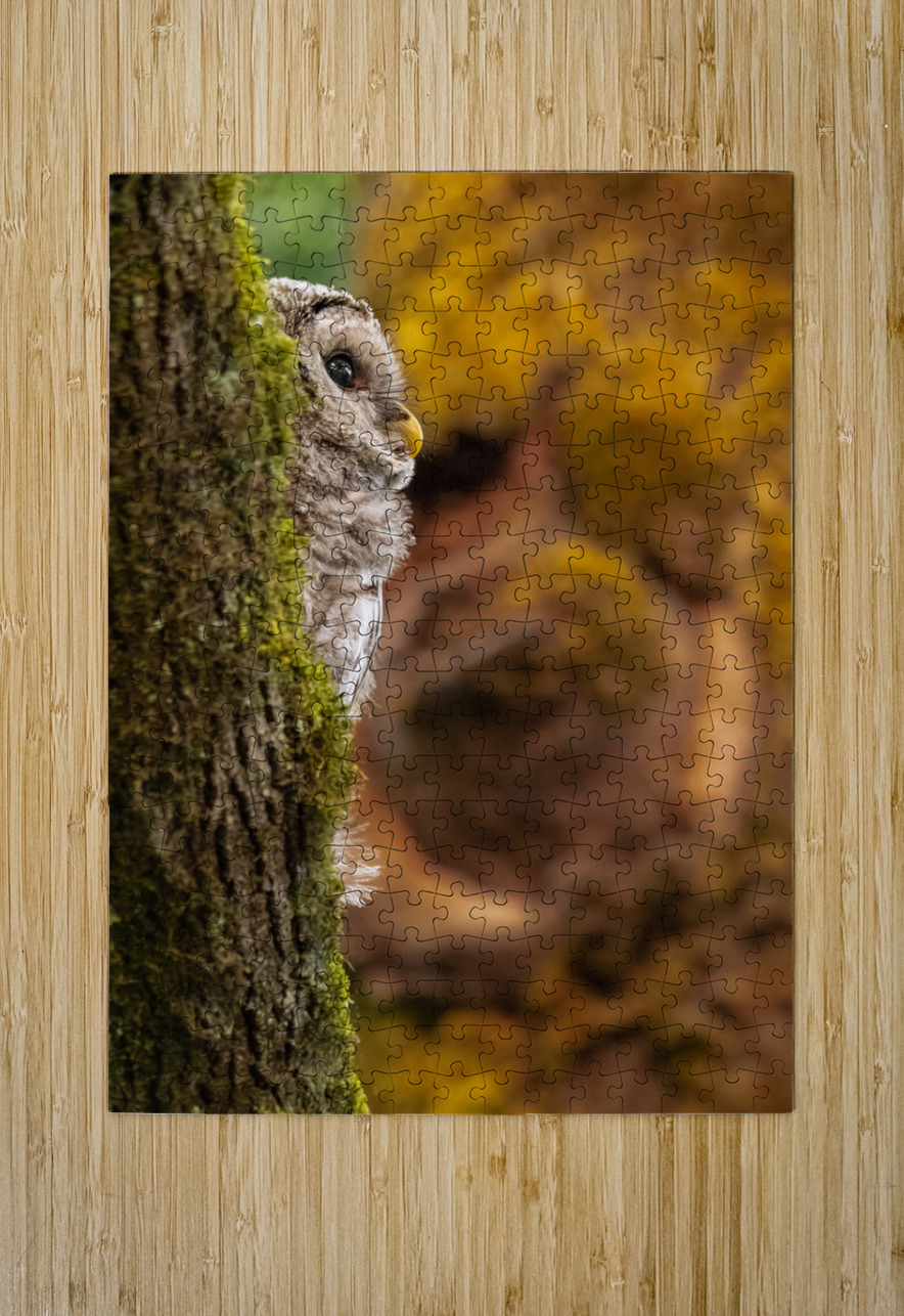 Barred Owlet Randy Tremblay Photography Puzzle printing
