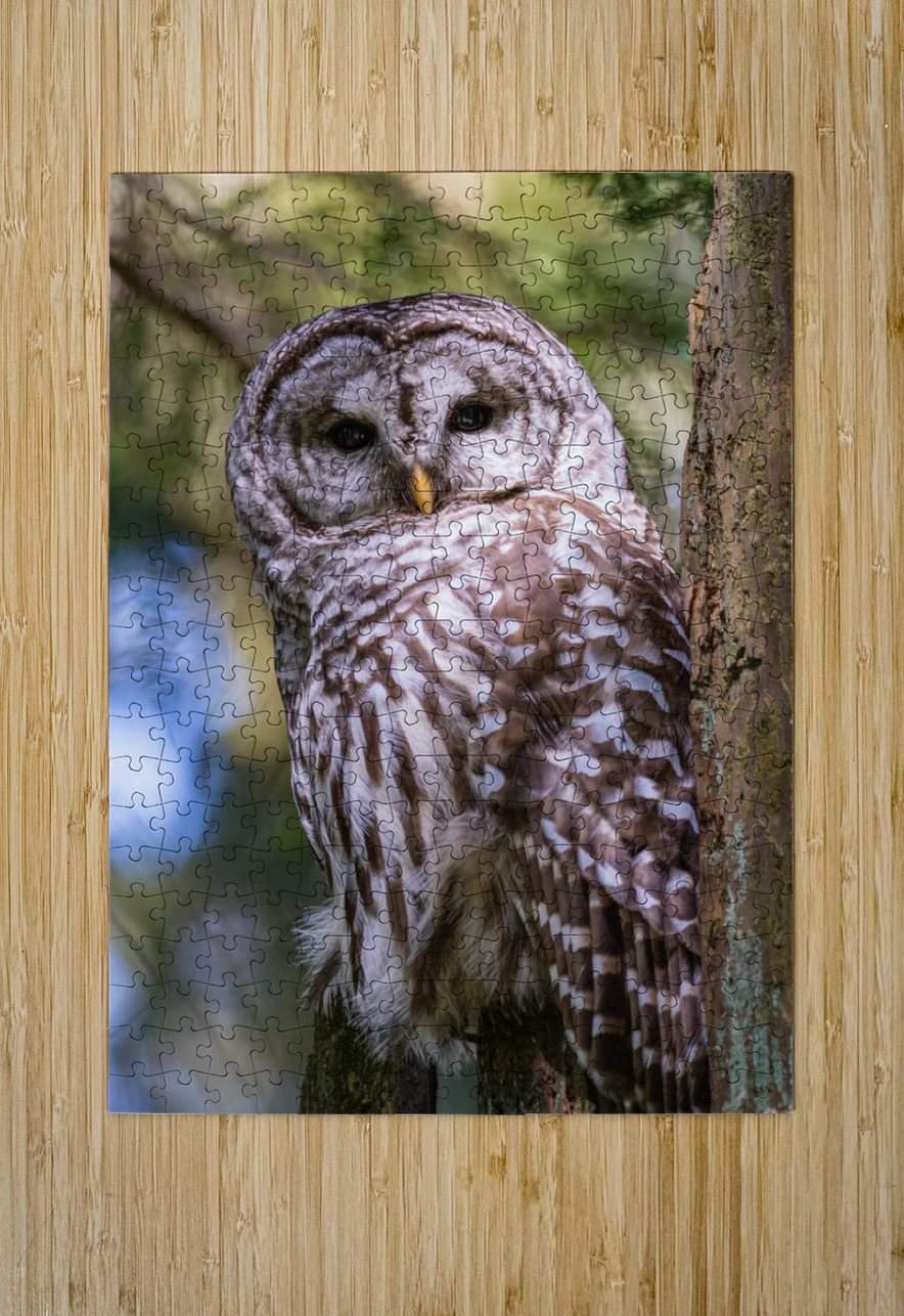 Barred Owl Randy Tremblay Photography Puzzle printing